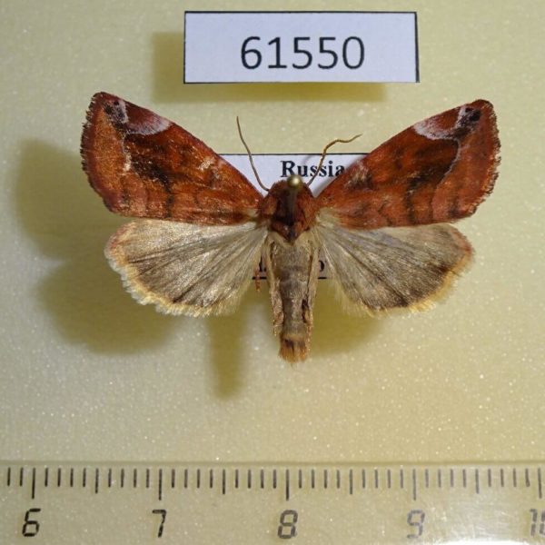Noctuidae Cosmia pyralina Altai reg.
