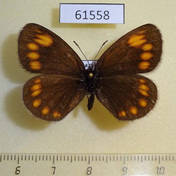 Satyridae Erebia turanica turanica Kazakhstan