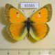 61565p Pieridae Colias thisoa Kazakhstan $6