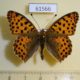 61566p Nymphalidae Issoria lathonia Kazakhstan $10