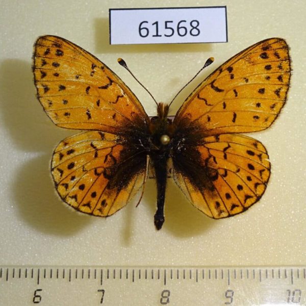 Nymphalidae Clossiana erubescens Kazakhstan