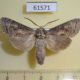 61571p Cossidae Deserticossus consobrinus Kazakhstan $10