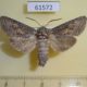 61572p Cossidae Deserticossus consobrinus Kazakhstan $9