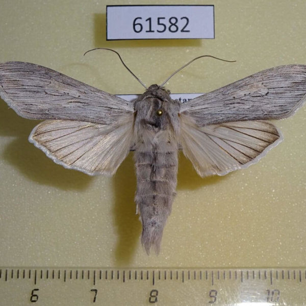 Noctuidae Cucullia umbratica Kazakhstan