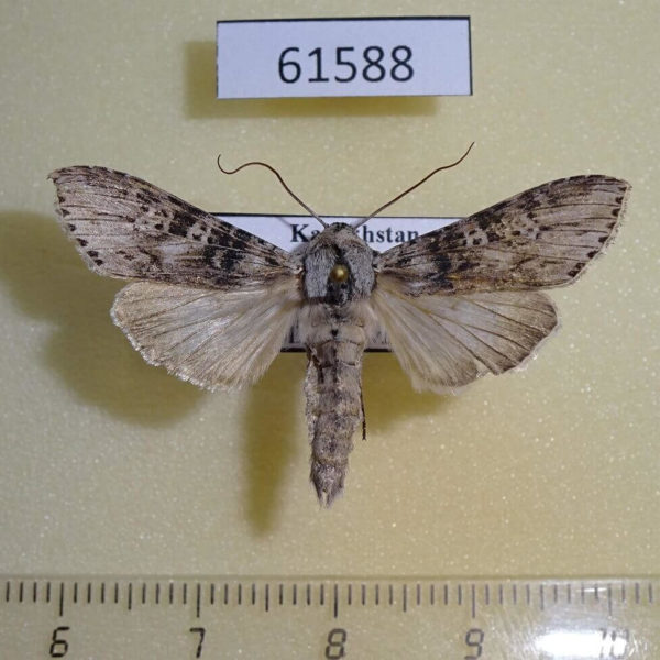 Noctuidae Cucullia absinthii Kazakhstan