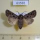 61592p Noctuidae Saragossa porosa Kazakhstan $15