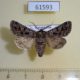 61593p Noctuidae Saragossa porosa Kazakhstan $15