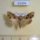 61594p Noctuidae Euchalcia consona f Kazakhstan $10