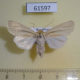 61597p Noctuidae Mythimna pallens f Kazakhstan $5