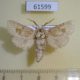 61599p Cossidae Paracossulus thrips Kazakhastan $9