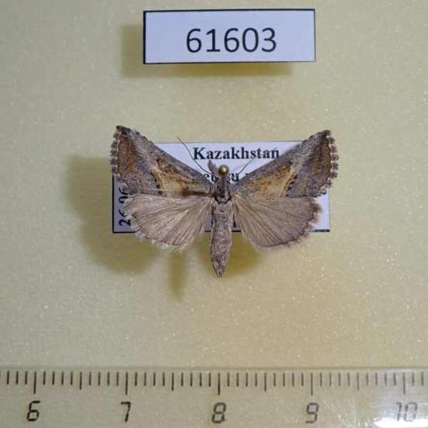 Noctuidae Zekelita ravalis Kazakhstan