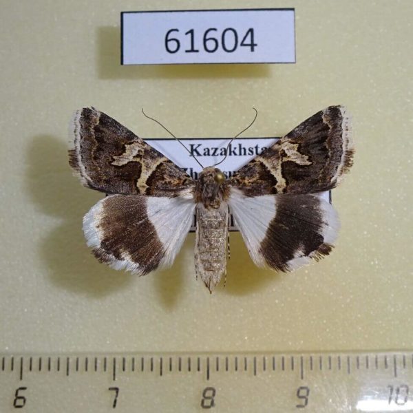Noctuidae Drasteria sesquistria Kazakhstan