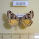 61605p Noctuidae Euclidia triquetra Kazakhstan $12