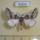 61615p Geometridae Phaselia serrularia Kazakhstan $15