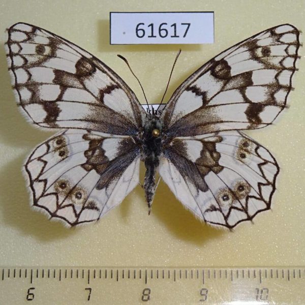 Satyridae Melanargia russia Kazakhstan