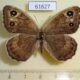 61627p Satyridae Satyrus ferula altaica f Kazakhstan $7
