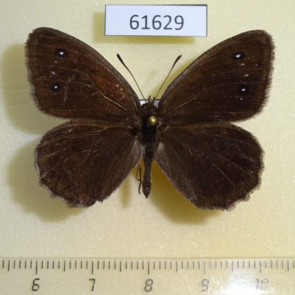 Satyridae Satyrus ferula altaica Kazakhstan
