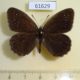 61629p Satyridae Satyrus ferula altaica Kazakhstan $5