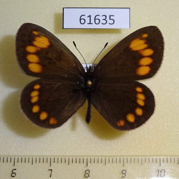 Satyridae Erebia turanica turanica Kazakhstan