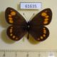 61635p Satyridae Erebia turanica turanica Kazakhstan $10