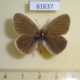 61637p Satyridae Coenonympha mahometana Kazakhstan $10