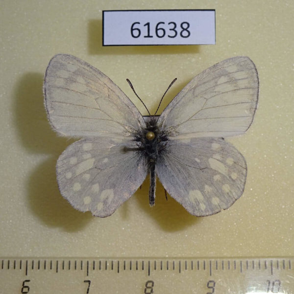 Satyridae Coenonympha sunbecca Kazakhstan