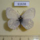 61638p Satyridae Coenonympha sunbecca Kazakhstan $6