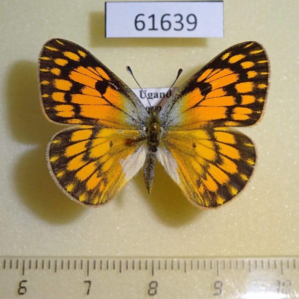 Pieridae Colotis aurigineus Uganda