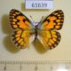 61639p Pieridae Colotis aurigineus Uganda $7