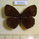 61641p Satyridae Bicyclus dentata Uganda $6