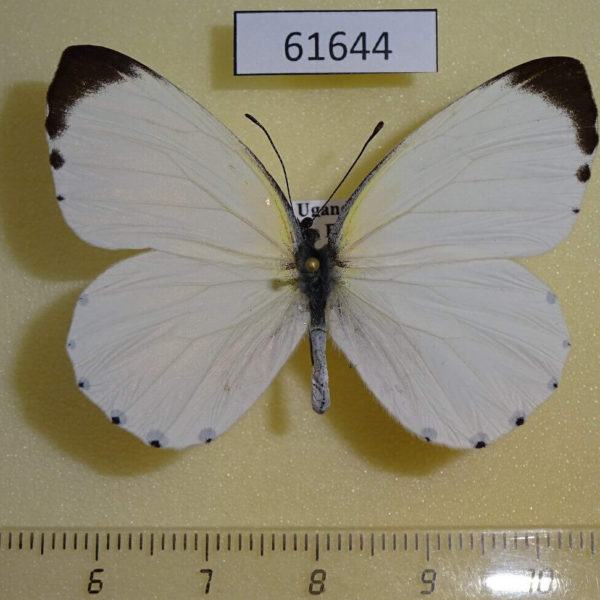 Pieridae Mylothris sp. asphodelus Uganda