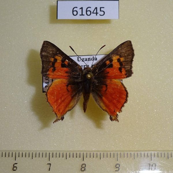 Lycaenidae Axiocerses tjoane Uganda