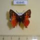 61645p Lycaenidae Axiocerses tjoane Uganda $7