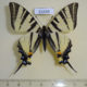 61649p Papilionidae Iphiclides podalirius Kazakhstan $10