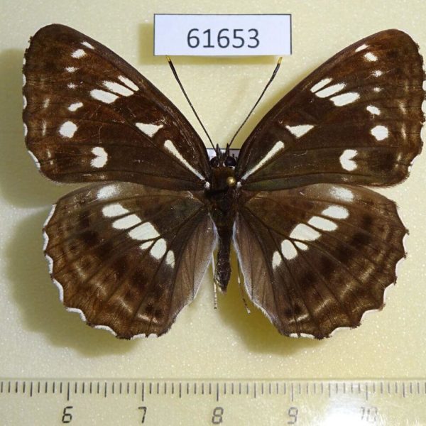 Nymphalidae Limenitis helmanni f Kazakhstan