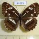 61653p Nymphalidae Limenitis helmanni f Kazakhstan $8