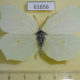 61656p Pieridae Gonepteryx rhamni f Kazakhstan $6