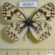 61657p Satyridae Melanargia parce parce Kazakhstan $5