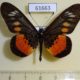 61663p Nymphalidae Acraea peneleos pelasgius Uganda $10
