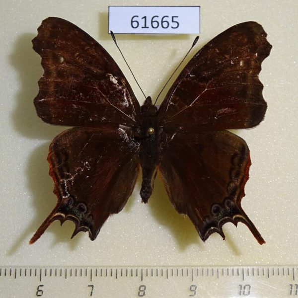 Nymphalidae Antanartia delius Uganda