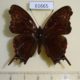 61665p Nymphalidae Antanartia delius Uganda $5