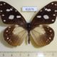 61676p Nymphalidae Amauris albimaculata Uganda $8