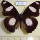 61677p Nymphalidae Hypolimnas misippus Uganda $9