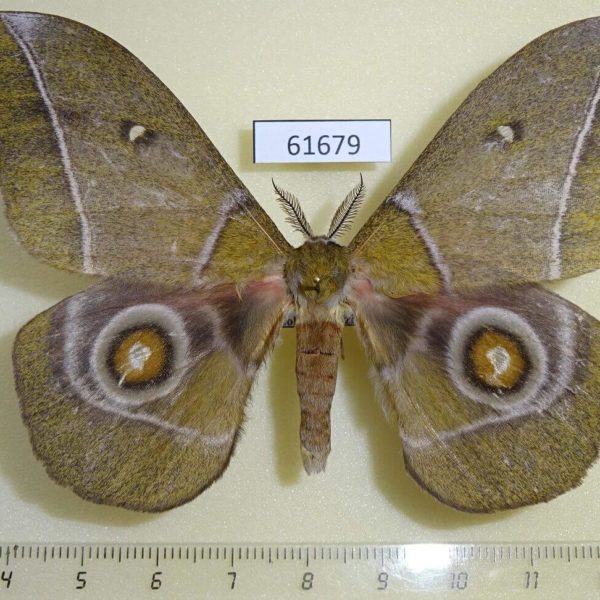 Saturniidae Gonimbrasia alcestris Uganda