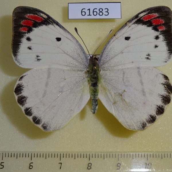 Pieridae Colotis hetaera f Uganda