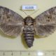 61688p Cossidae Cossus cossus f Kazakhstan $10