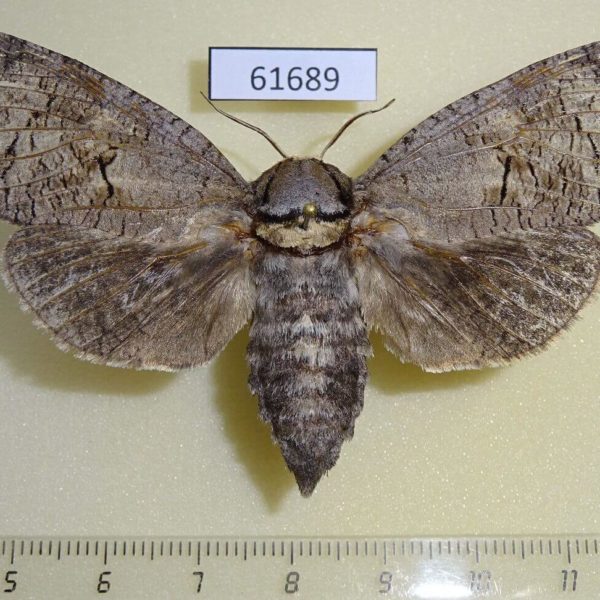 Cossidae Cossus cossus f Kazakhstan