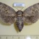 61689p Cossidae Cossus cossus f Kazakhstan $9