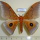 61701p Saturniidae Pseudobunaea sp. Uganda $30