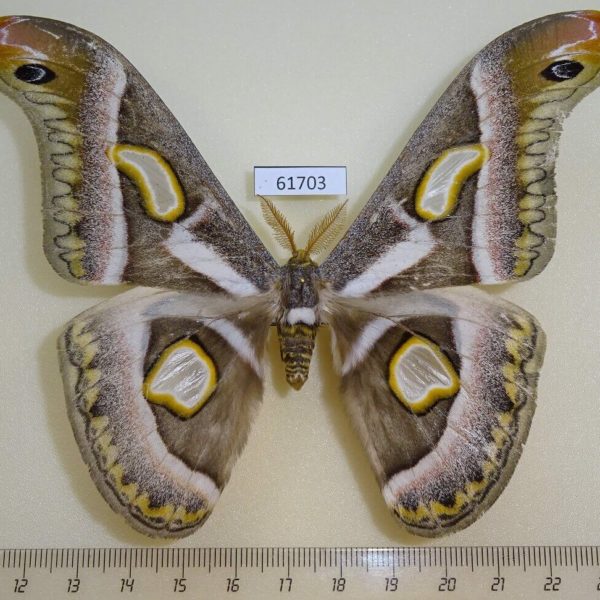 Saturniidae Epiphora rectifascia watulegei Uganda